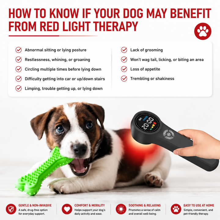 Premium Cold Laser Light Therapy Device Handheld Infrared Red Light 650nm 808nm Pain Relief Massager Arthritis Muscle Relaxation Portable Rechargeable Wellness Tool