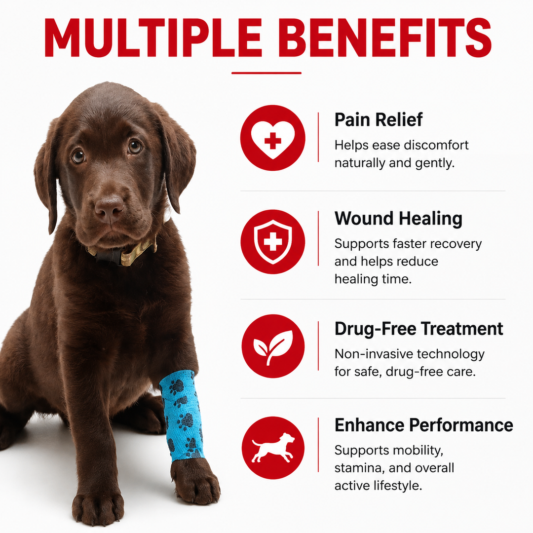 Premium Cold Laser Therapy Device for Pets Dual 808nm 650nm Red Light Handheld Veterinary LLLT Therapy Tool Rechargeable Portable Home Use
